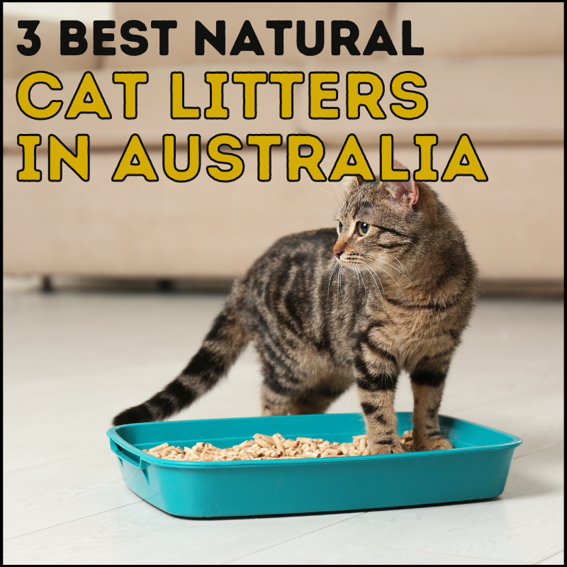 3-best-natural-cat-litters-in-australia-for-easy-breathing