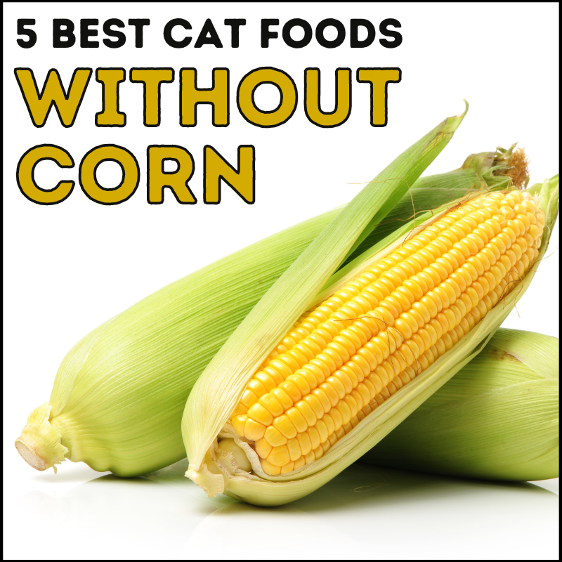 5 Best Cat Foods Without Corn