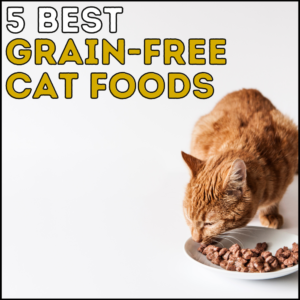 5 Best Grain-Free Cat Foods