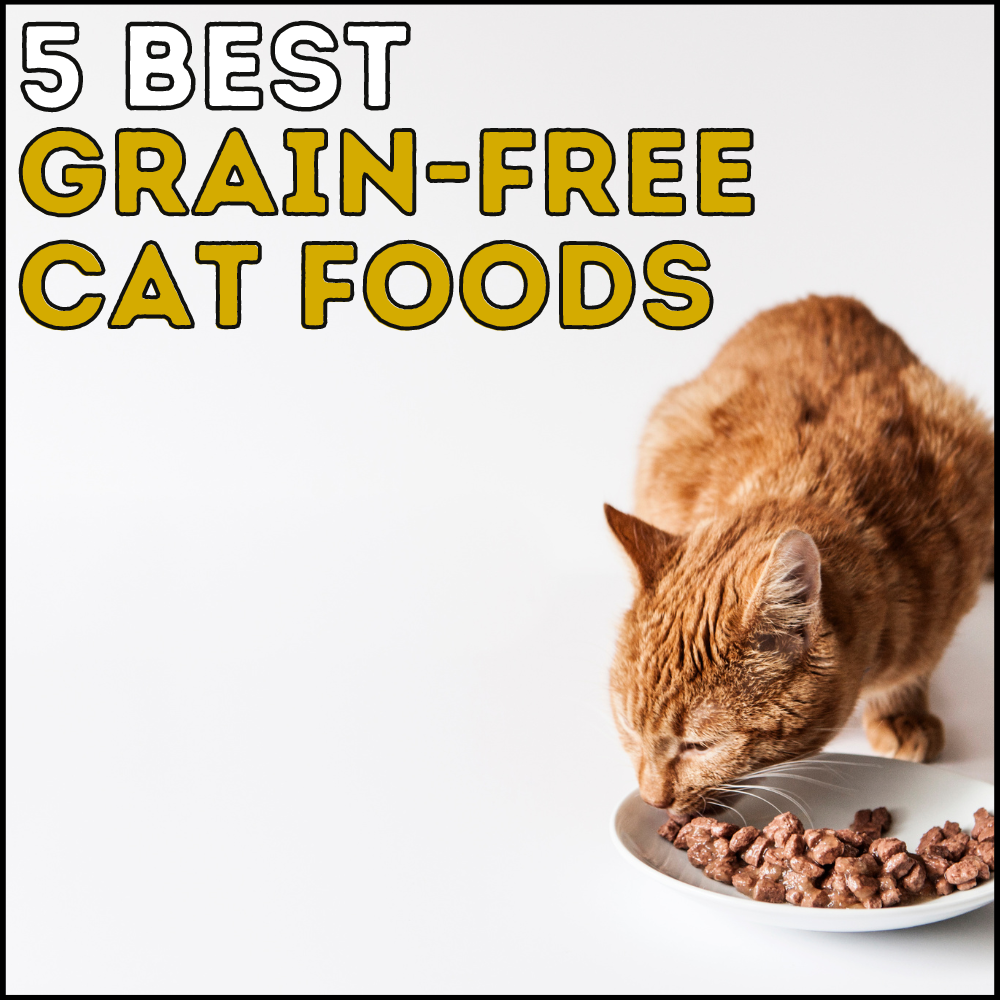 5 Best GrainFree Cat Foods For Easy Digestion