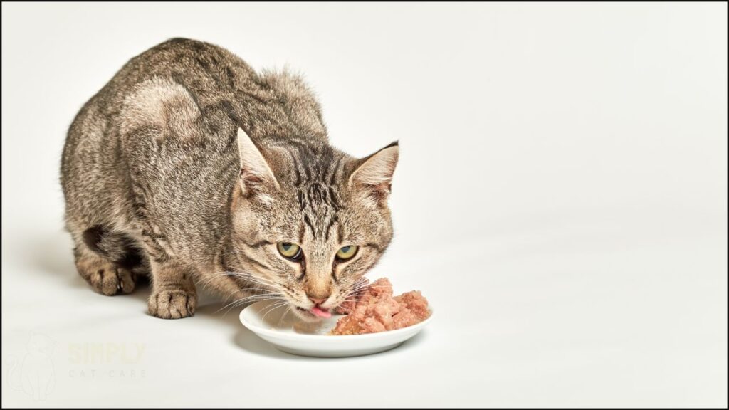 A cat eating wet cat food.