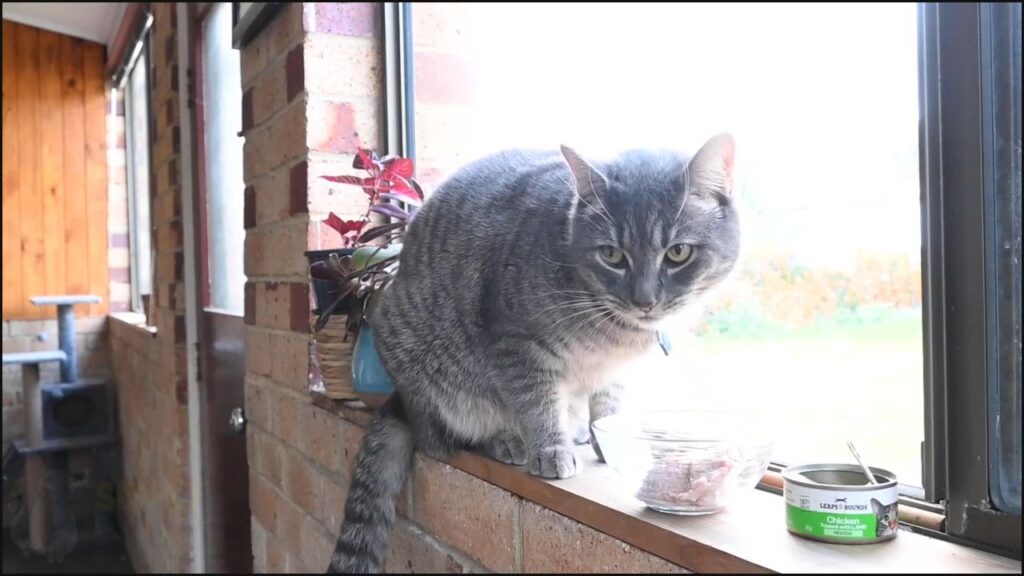 Our cat trying Leaps & Bounds cat food