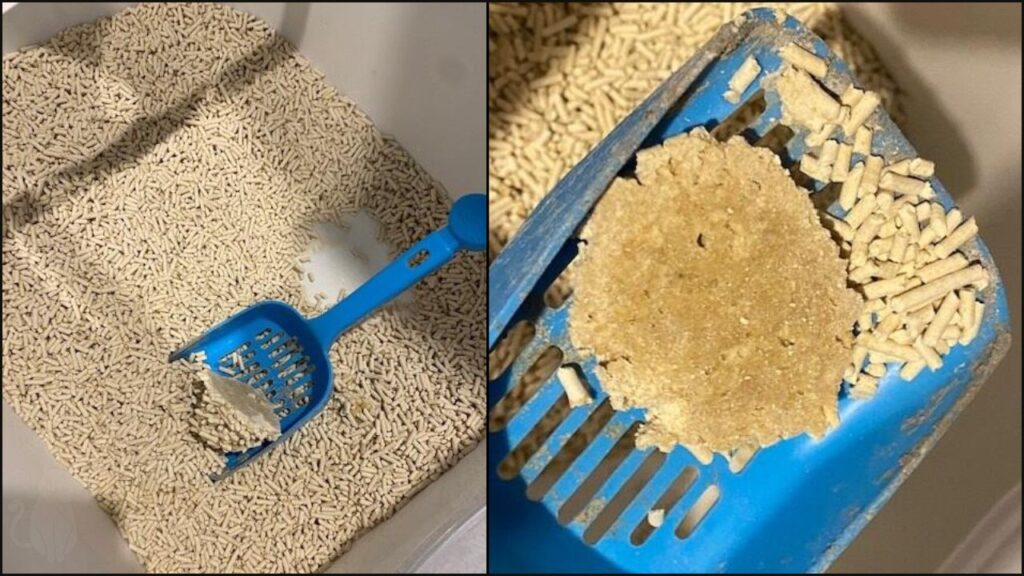 A look at how well Purrfit cat litter clumps.