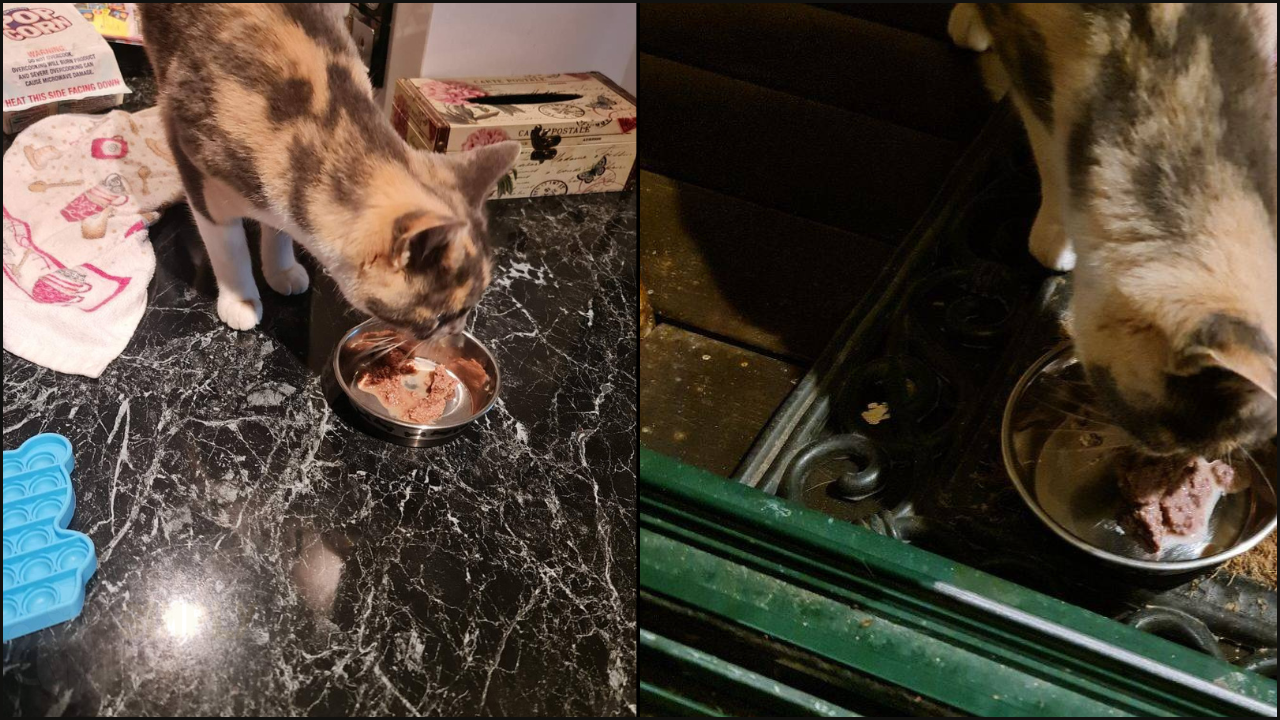 honest-feline-natural-cat-food-review-2026-simply-cat-care