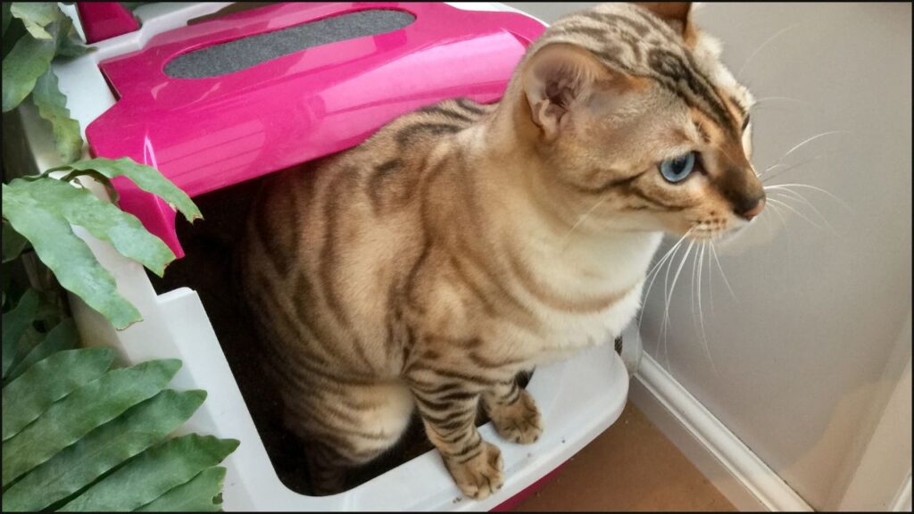 A cat litter using a hooded litter box
