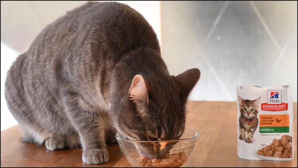 Our cat trying Hills Science Diet cat food