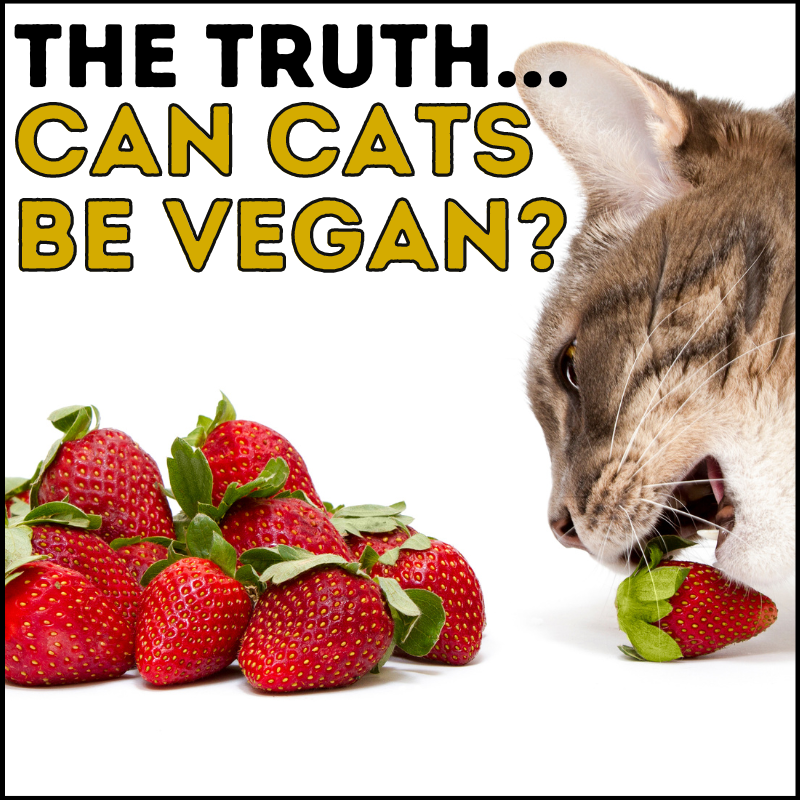 Can Cats Eat a Vegan Diet? The Truth