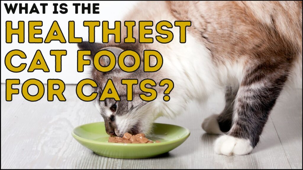 What Is the Healthiest Cat Food for Cats?