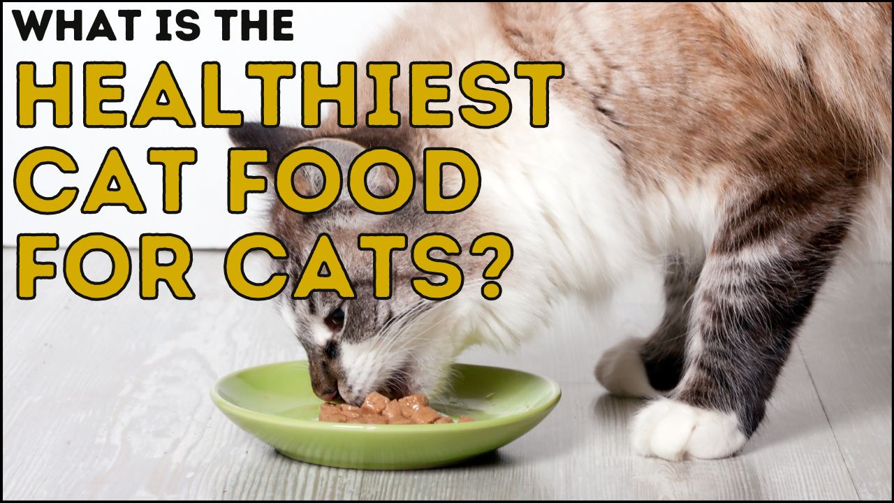What Is The Healthiest Cat Food For Cats? A Guide for 2024