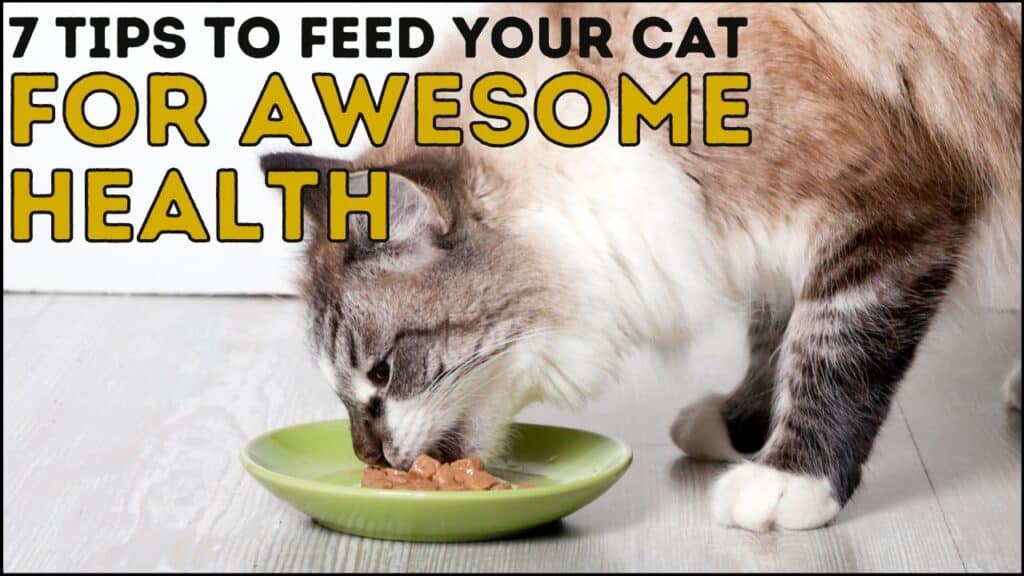 7 Tips to Feed Your Cat for Awesome Health