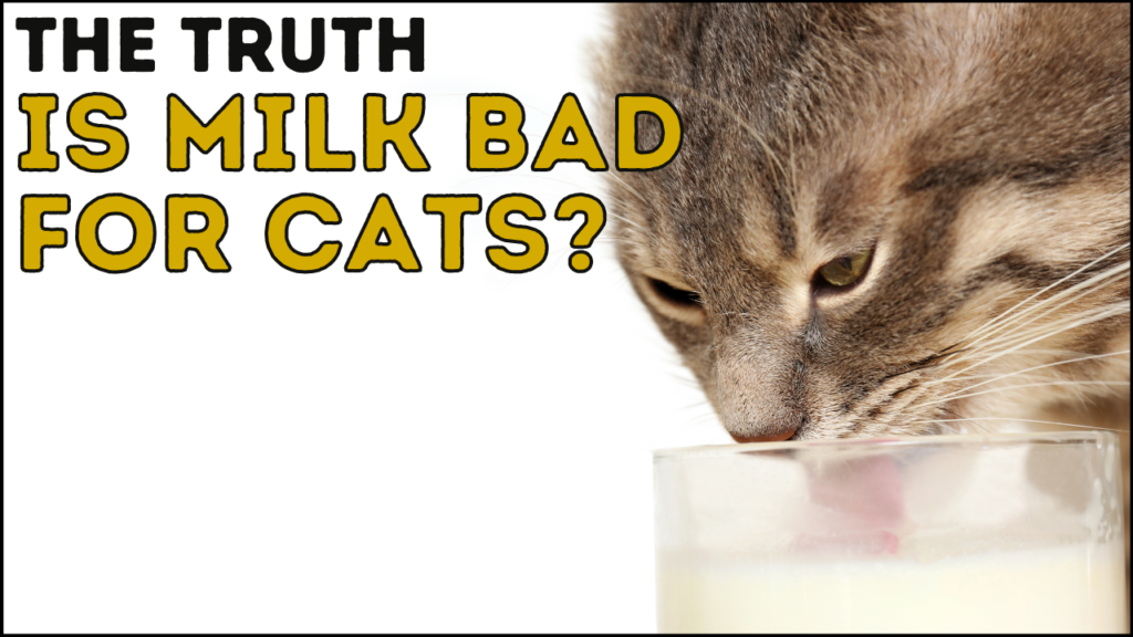 Is Milk Bad for Cats?