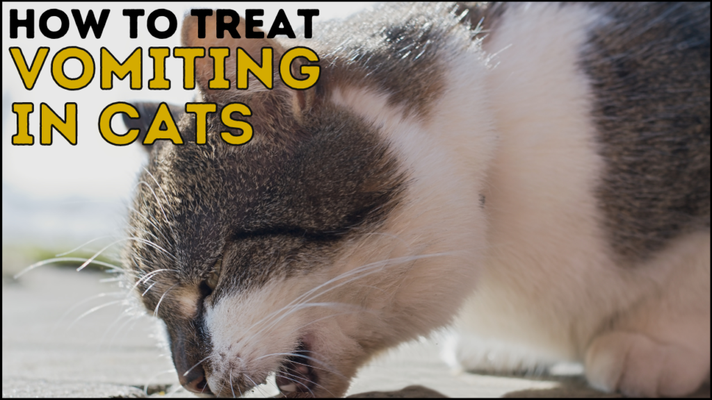 How to treat a cat that is vomiting