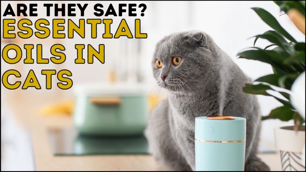 Are Essential OIls Safe for Cats?