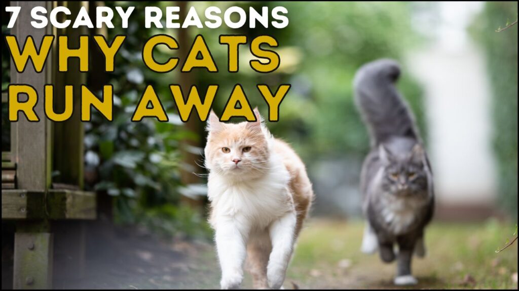 7 Scary Reasons Why Cats Run Away