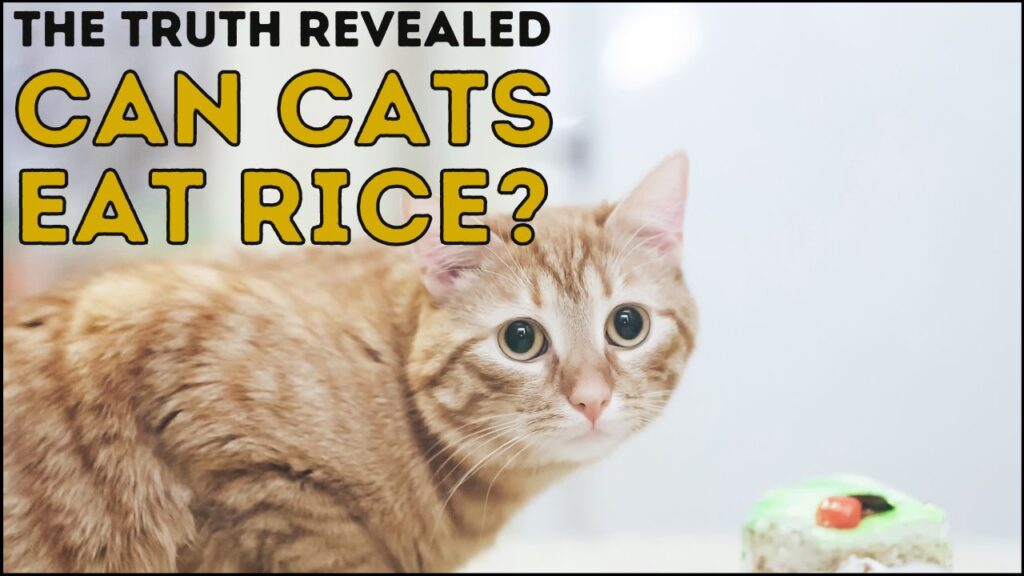 Can Cats Eat Rice?