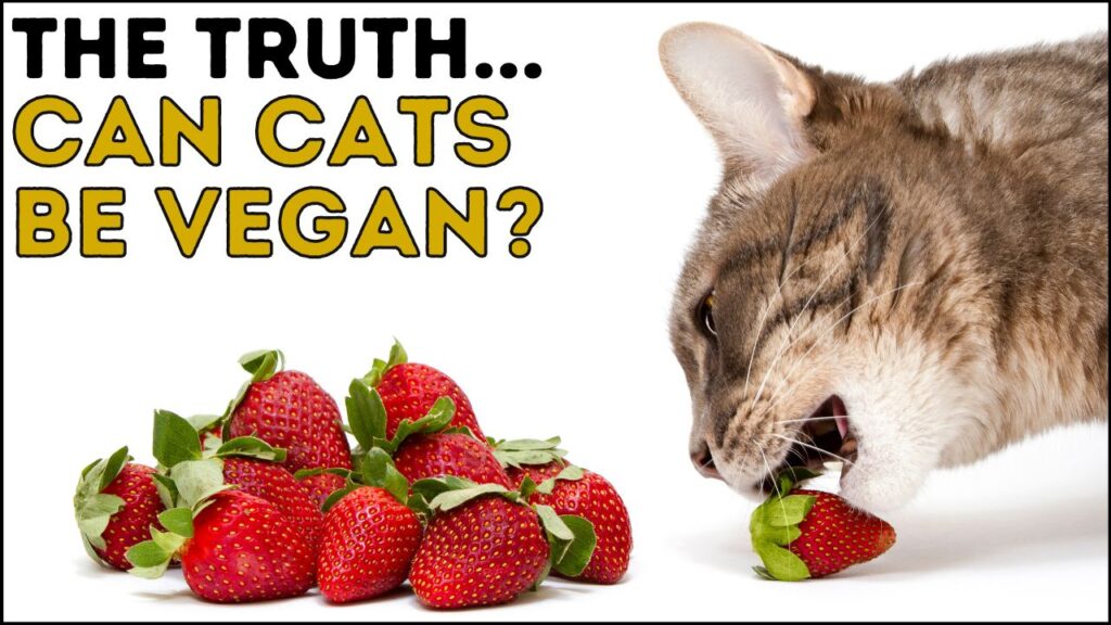 Can cats eat a vegan diet?