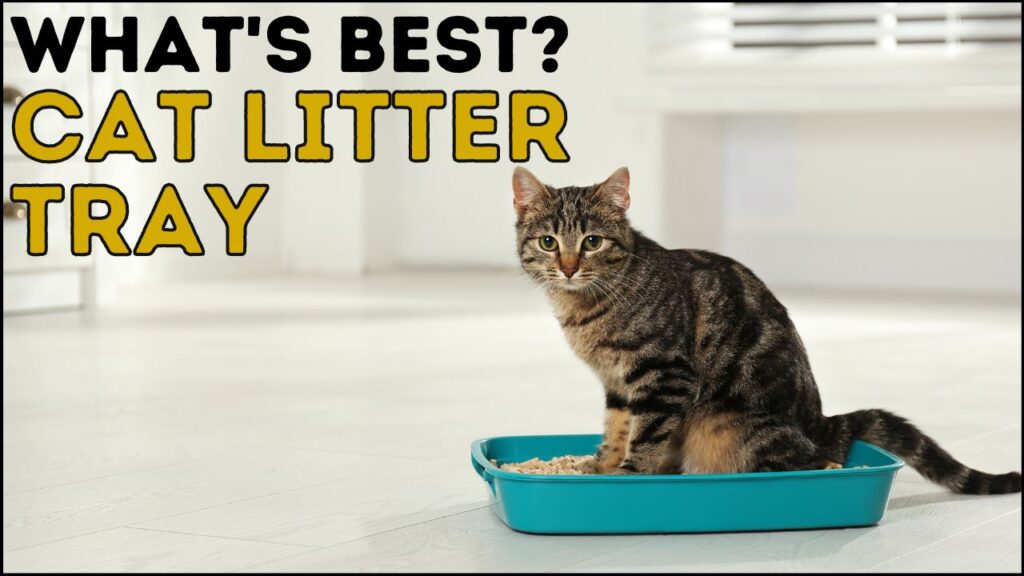 What cat litter tray is best?