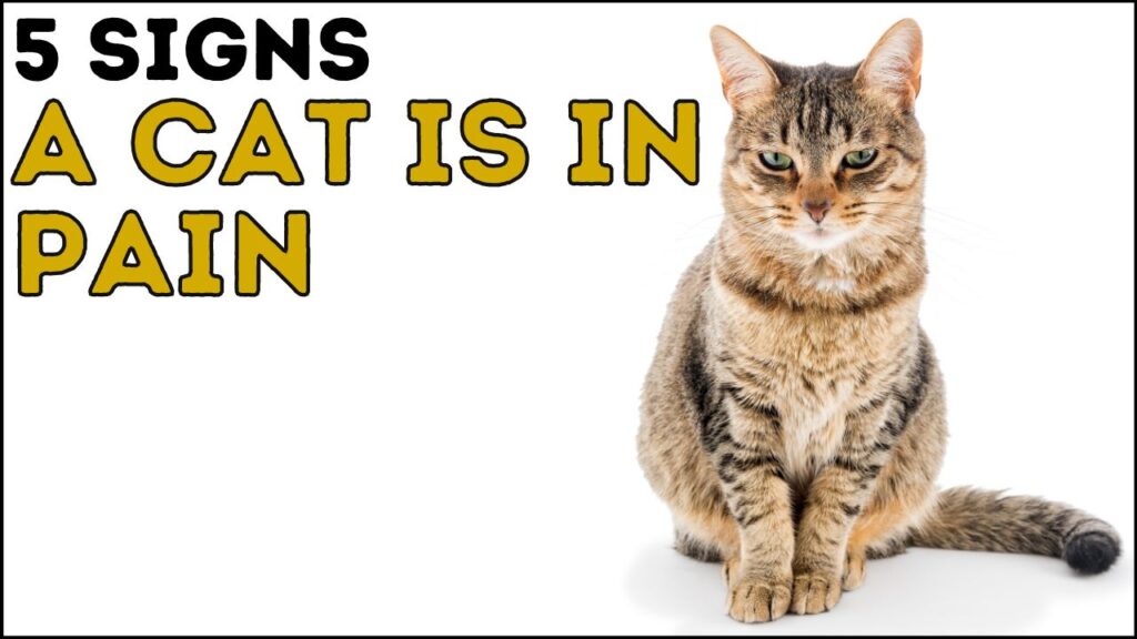 5 Signs Your Cat is in Pain