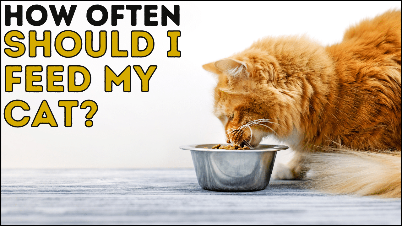 How Often Should I Feed My Cat? A Simple Guide