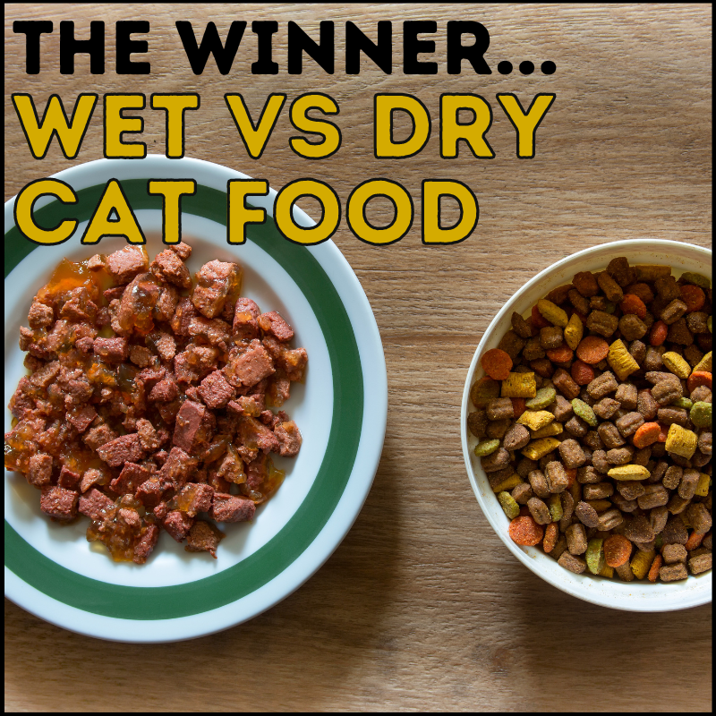 Wet vs Dry Cat Food: The Winner Is…