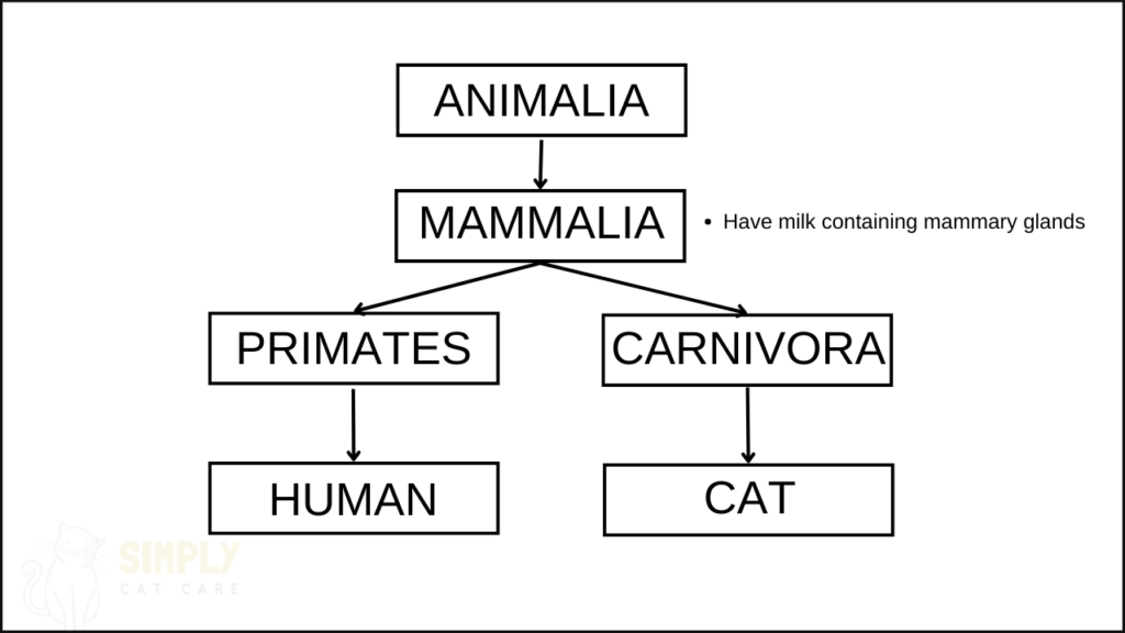 Mammalia family tree