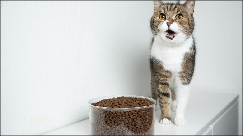 A cat with a large bowl of dry cat food
