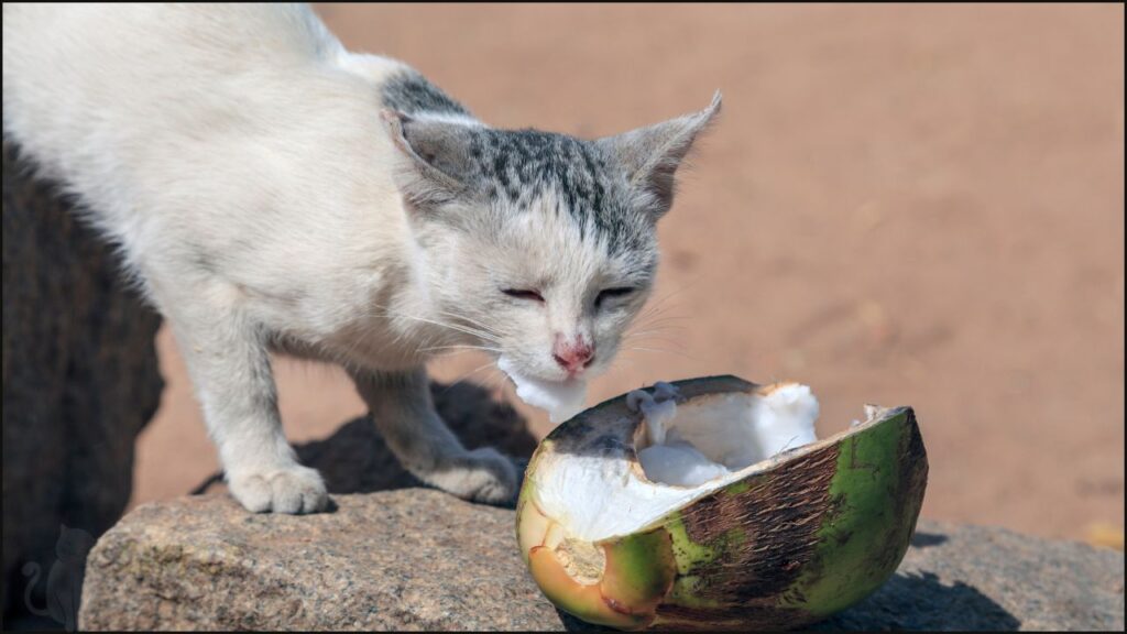 A cat eating a coconut
