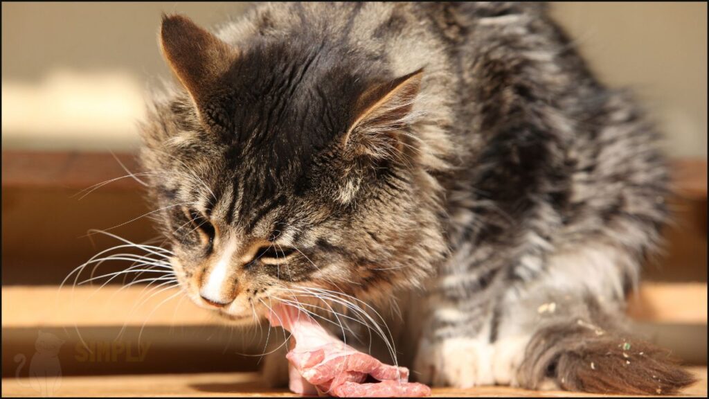 A cat eating meat