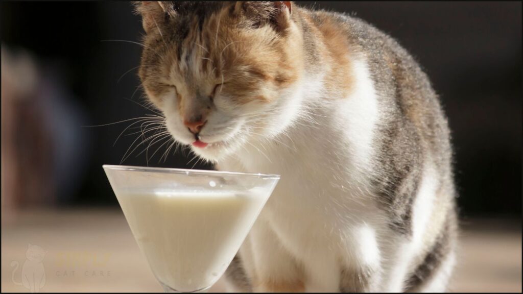 A cat drinking milk