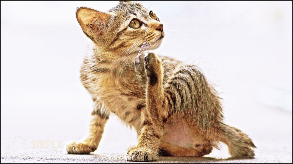 A cat scratching due to fleas