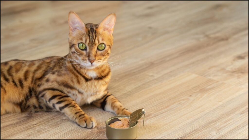 A cat with a tin of cat food