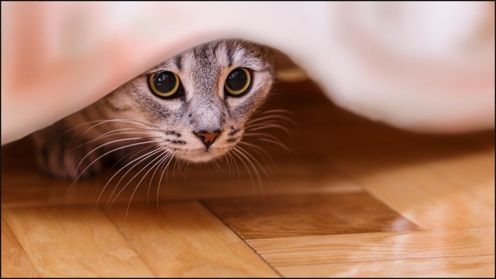 A hiding cat
