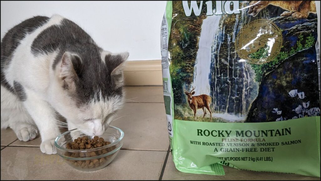 Our cat trying Taste of the Wild dry cat food