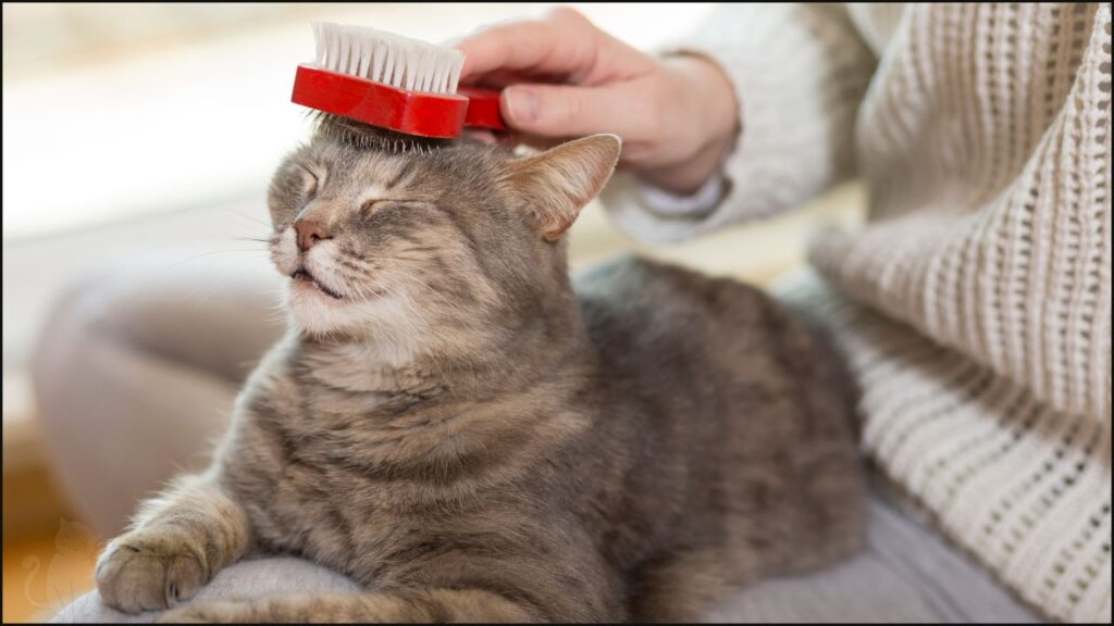 Brushing a cat