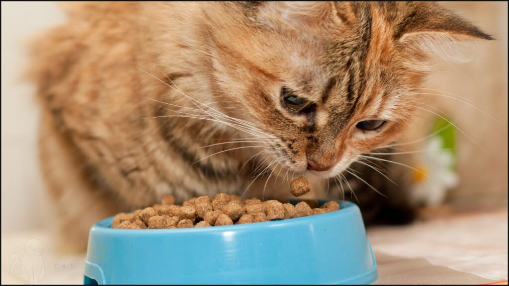 A cat eating