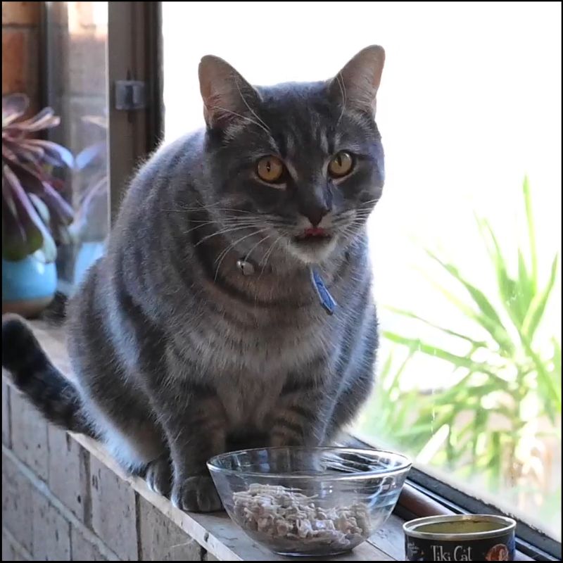 Our cat taste tester Oscar