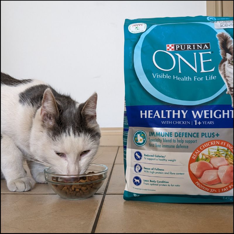 Our cat trying Purina One dry cat food
