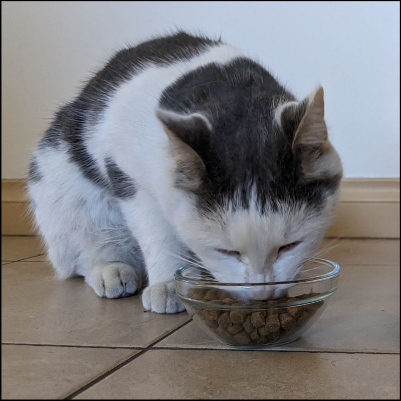 Our cat taste tester Toby