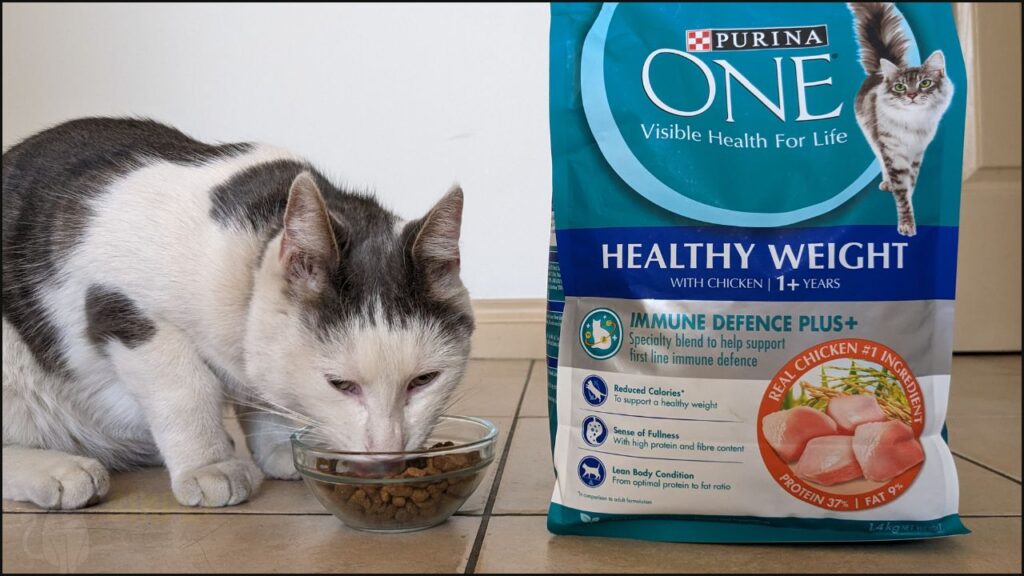 Our cat trying Purina One healthy weight dry cat food