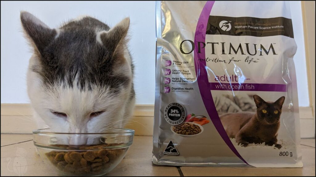 Our cat Toby trying Optimum cat food