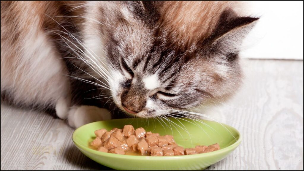 A cat eating wet cat food