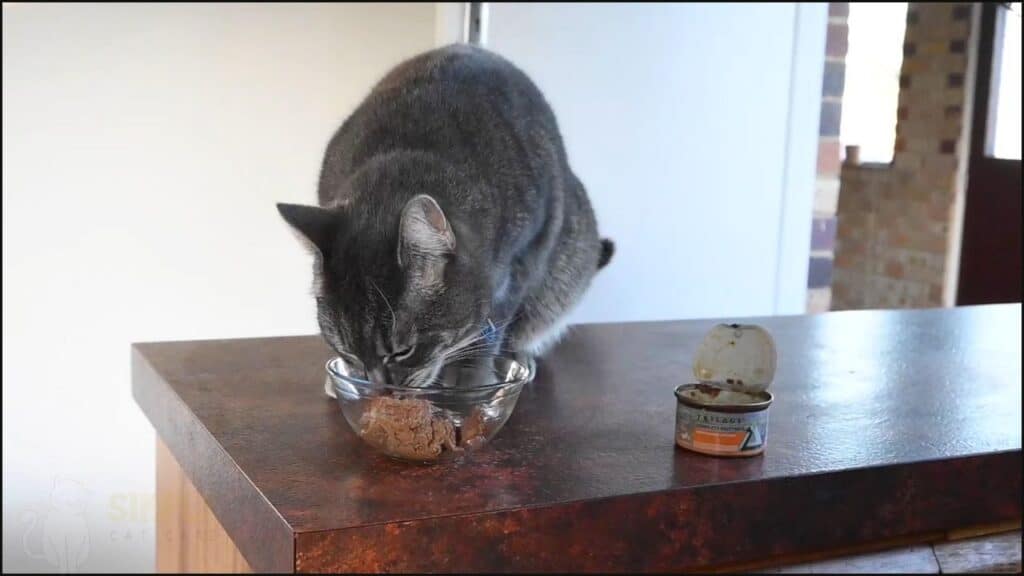 Our cat tries Trilogy complete prey pate farm raised chicken