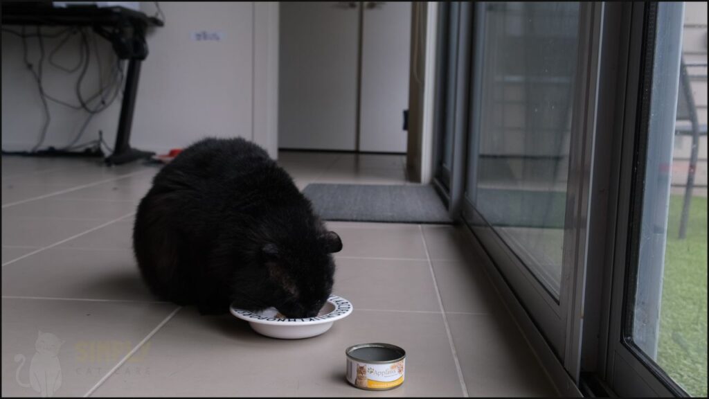 Our cat Karl tasting Applaws wet canned cat food