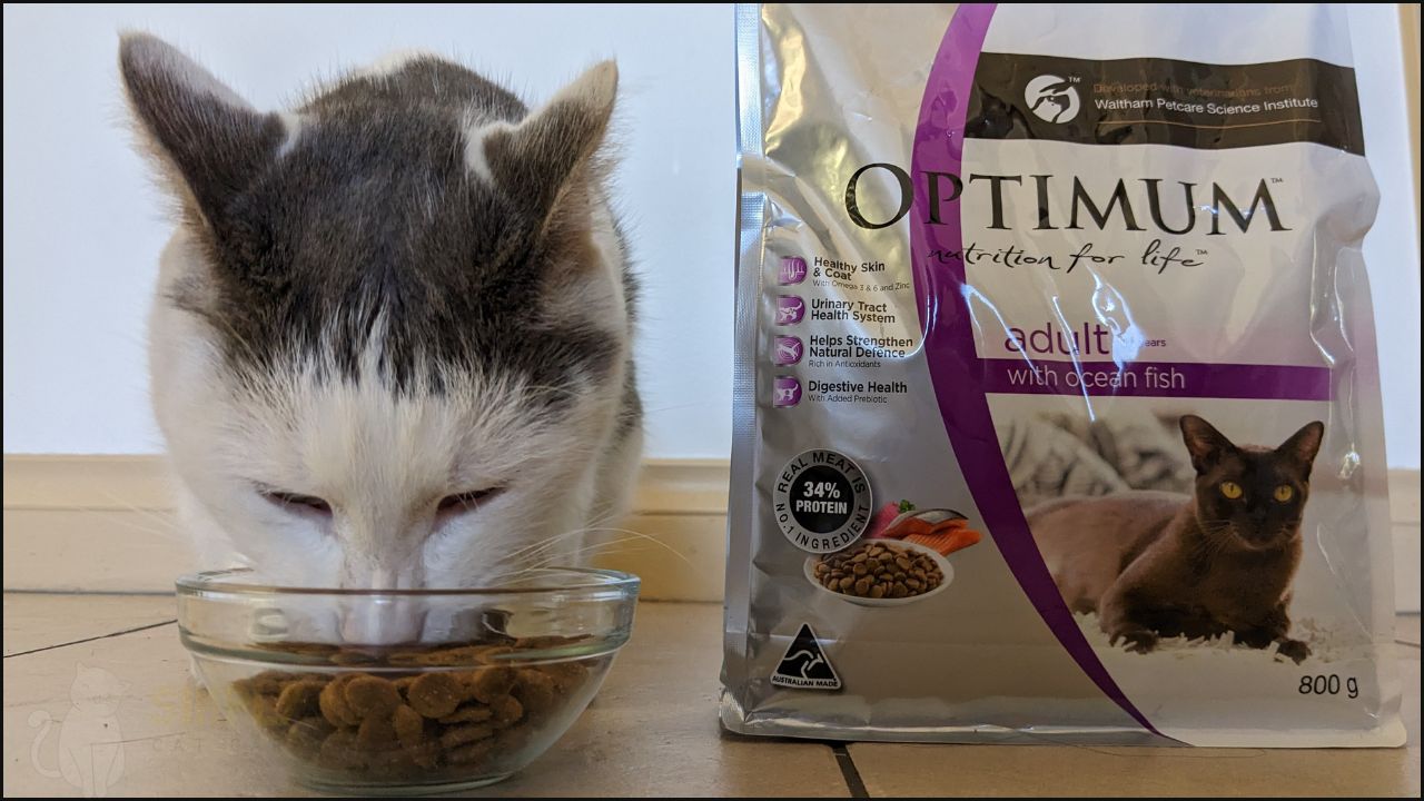 Honest Optimum Cat Food Review in 2023