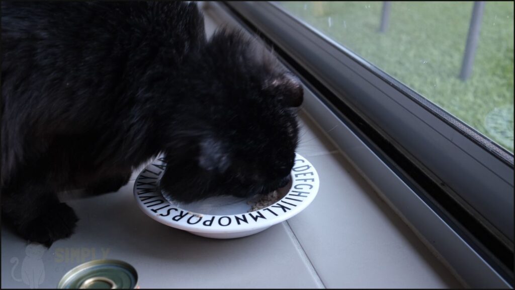 Our cat Karl tries Tiki Cat Baby Mousse & Shreds