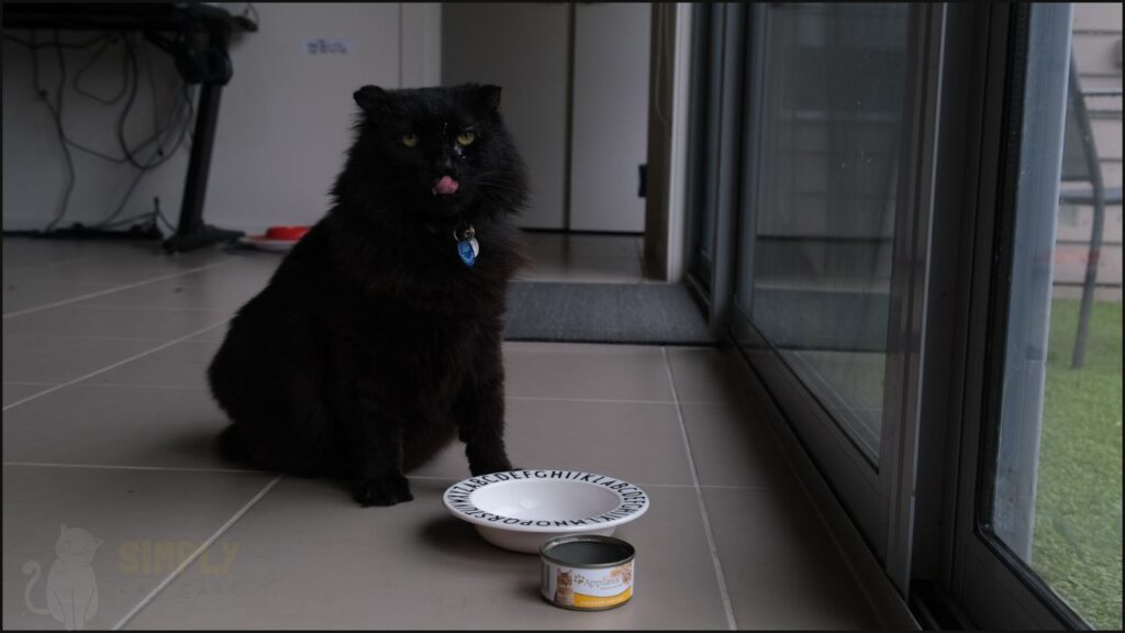 Our cat Karl tasting Applaws wet canned cat food