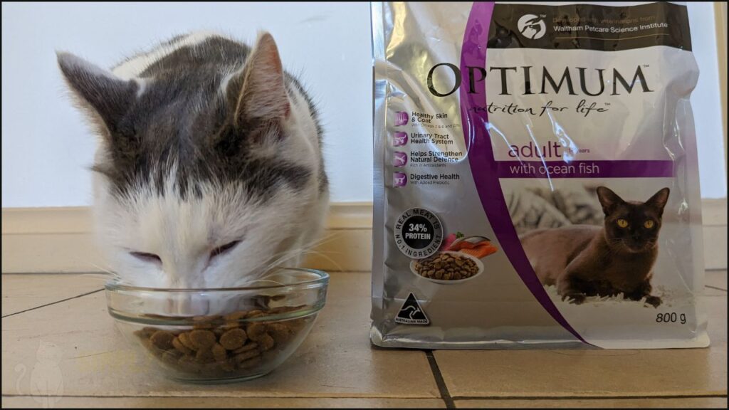 Our cat Toby trying Optimum dry cat food