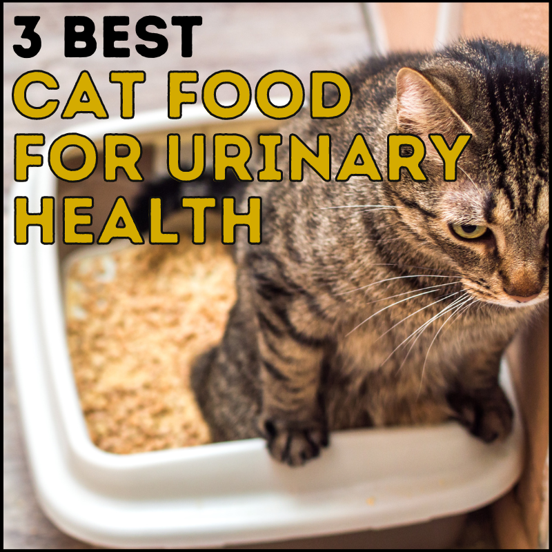 3 Best Cat Foods for Urinary Health (Non-prescription)