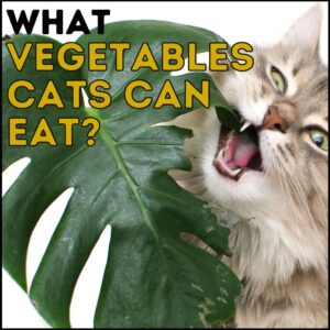What Vegetables Can Cats Eat?