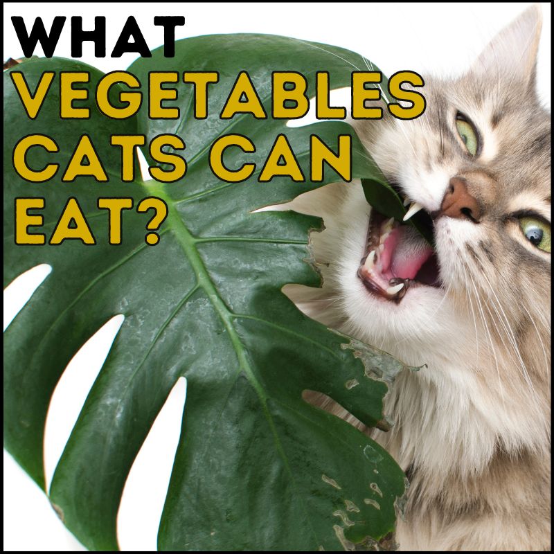 What Vegetables Can Cats Eat And What They Can t 